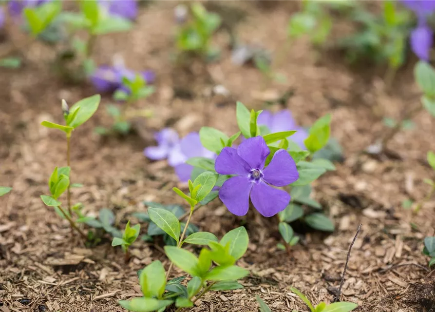 Vinca minor 'Bowles'