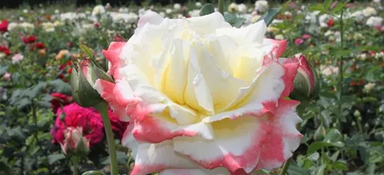 Edelrose 'Athena'®