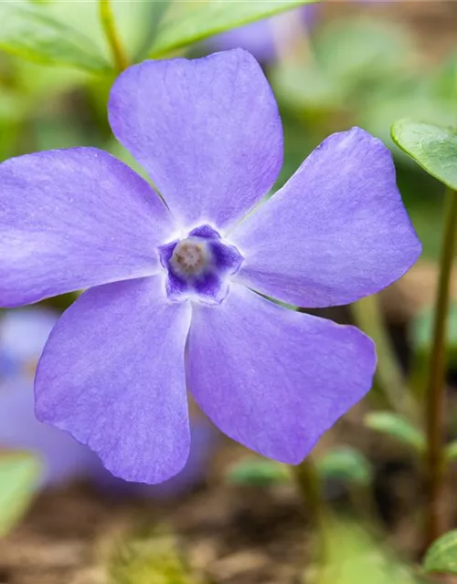 Vinca minor 'Bowles'