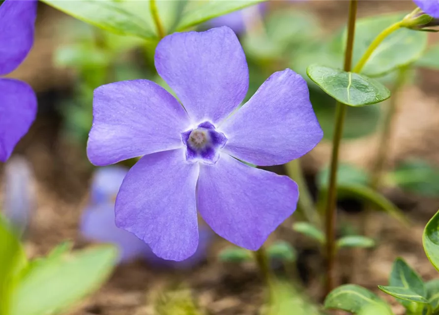 Vinca minor 'Bowles'