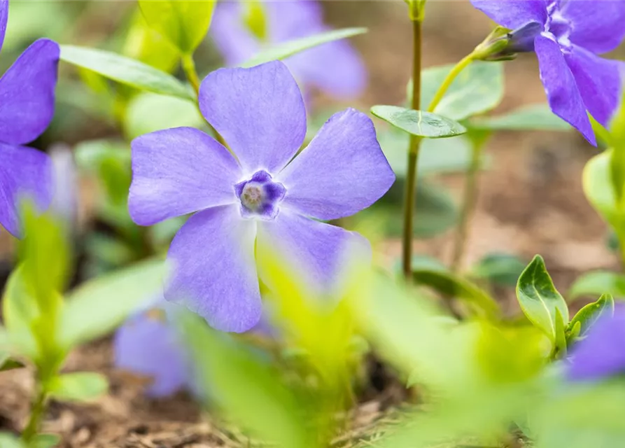 Vinca minor 'Bowles'