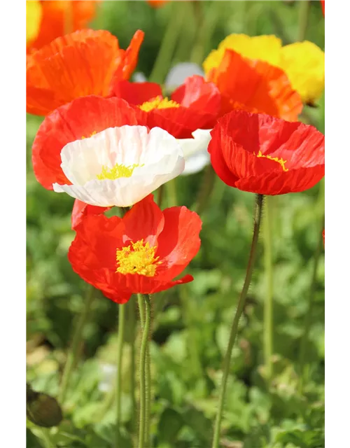 Papaver nudicaule 'Gartenzwerg'