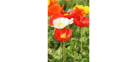 Papaver nudicaule 'Gartenzwerg'