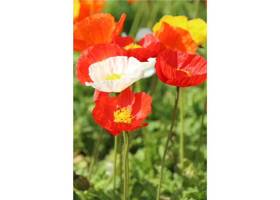 Papaver nudicaule 'Gartenzwerg'