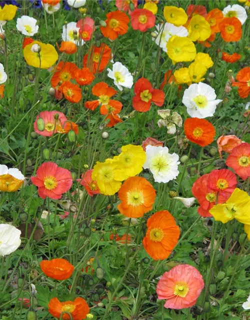 Papaver nudicaule 'Gartenzwerg'