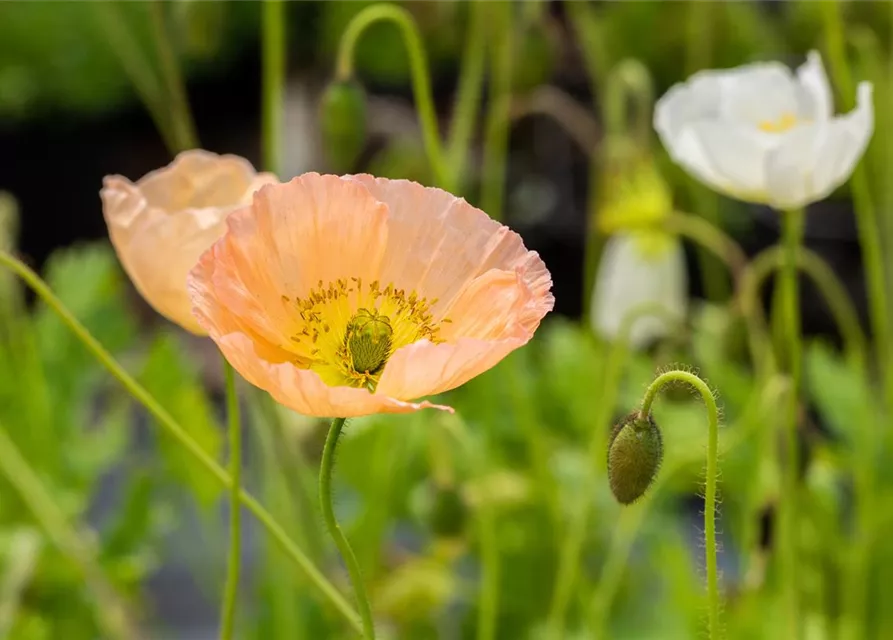 Papaver nudicaule 'Gartenzwerg'