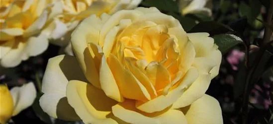 Edelrose 'Winter Sun'®