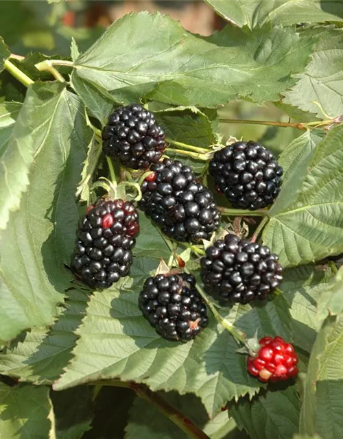 Rubus fruticosus 'Black Cascade'®