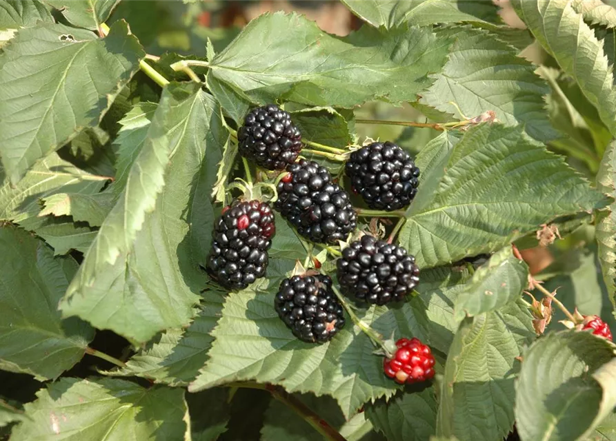 Rubus fruticosus 'Black Cascade'®