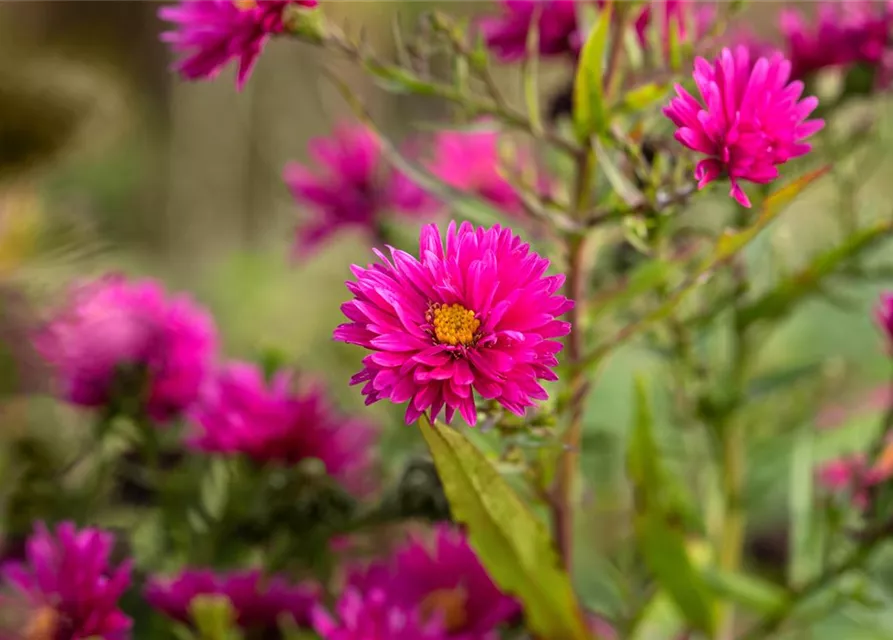 Raublatt-Aster