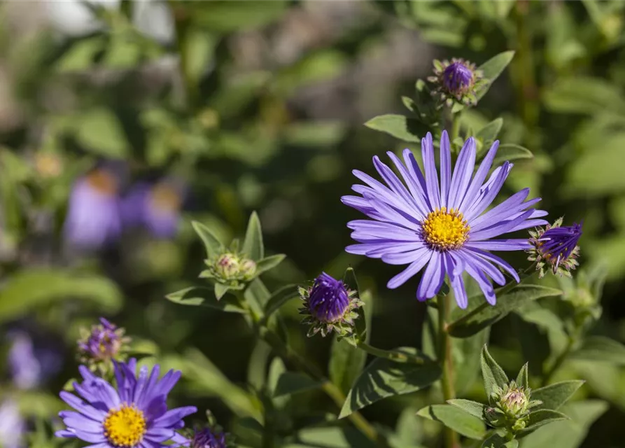 Sommer-Aster