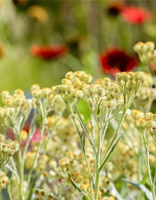 Turkestan-Strohblume