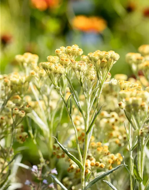 Turkestan-Strohblume