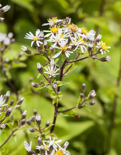 Sperrige Aster