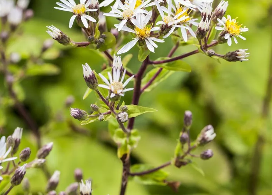 Sperrige Aster