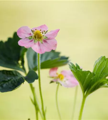 Erdbeere 'Rosana'