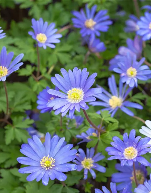 10 Blumenzwiebel - Anemone blanda 'Blue Shades'