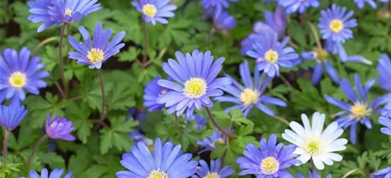 10 Blumenzwiebel - Anemone blanda 'Blue Shades'