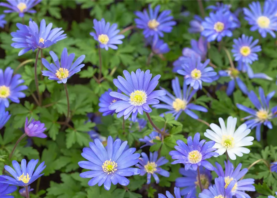 10 Blumenzwiebel - Anemone blanda 'Blue Shades'