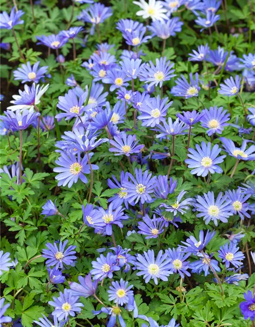 10 Blumenzwiebel - Anemone blanda 'Blue Shades'