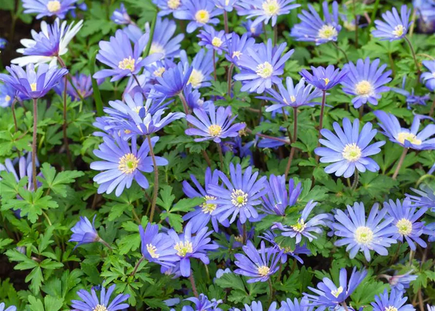 10 Blumenzwiebel - Anemone blanda 'Blue Shades'