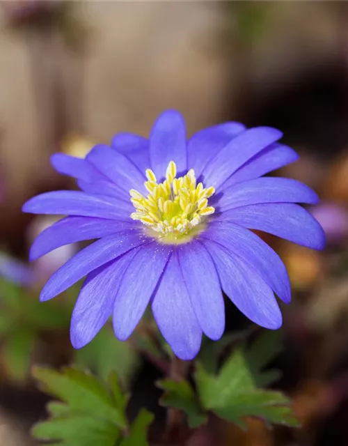 10 Blumenzwiebel - Anemone blanda 'Blue Shades'