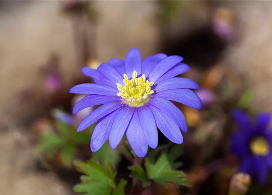 10 Blumenzwiebel - Anemone blanda 'Blue Shades'