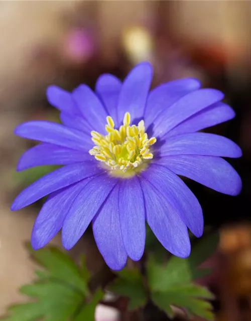 10 Blumenzwiebel - Anemone blanda 'Blue Shades'