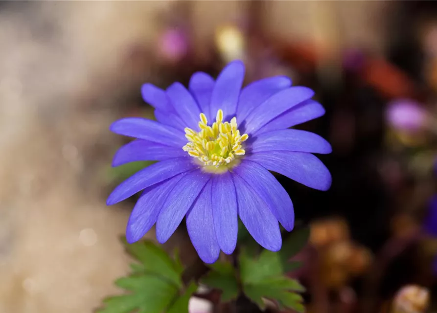 10 Blumenzwiebel - Anemone blanda 'Blue Shades'