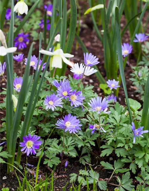 10 Blumenzwiebel - Anemone blanda 'Blue Shades'