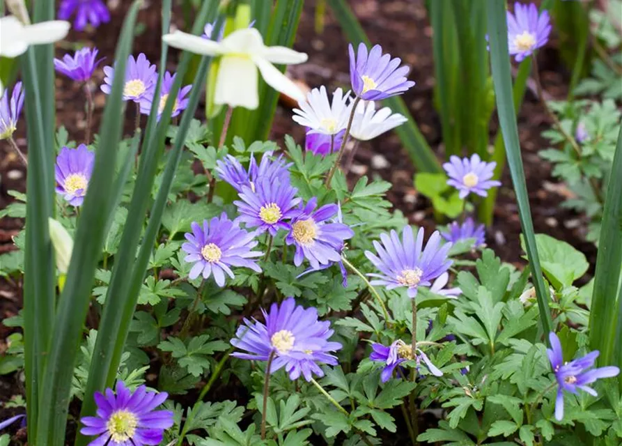 10 Blumenzwiebel - Anemone blanda 'Blue Shades'