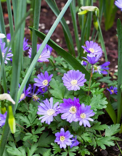 10 Blumenzwiebel - Anemone blanda 'Blue Shades'