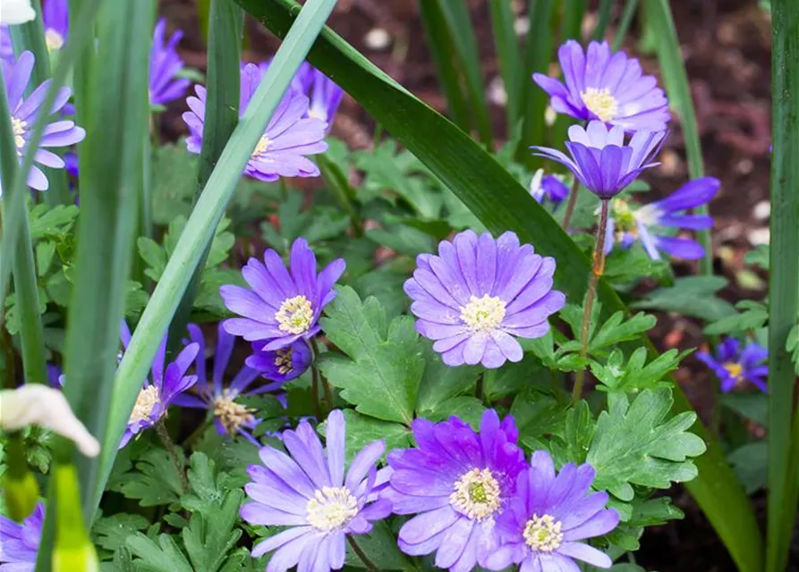 10 Blumenzwiebel - Anemone blanda 'Blue Shades'