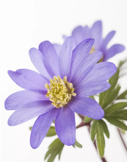 10 Blumenzwiebel - Anemone blanda 'Blue Shades'