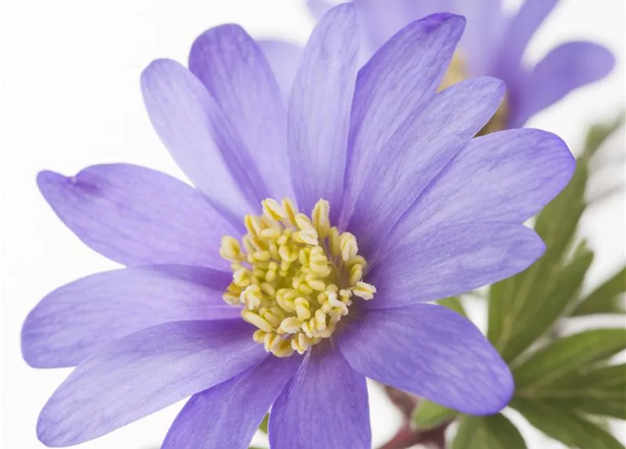 10 Blumenzwiebel - Anemone blanda 'Blue Shades'