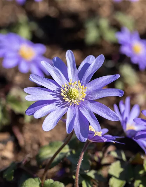 10 Blumenzwiebel - Anemone blanda 'Blue Shades'