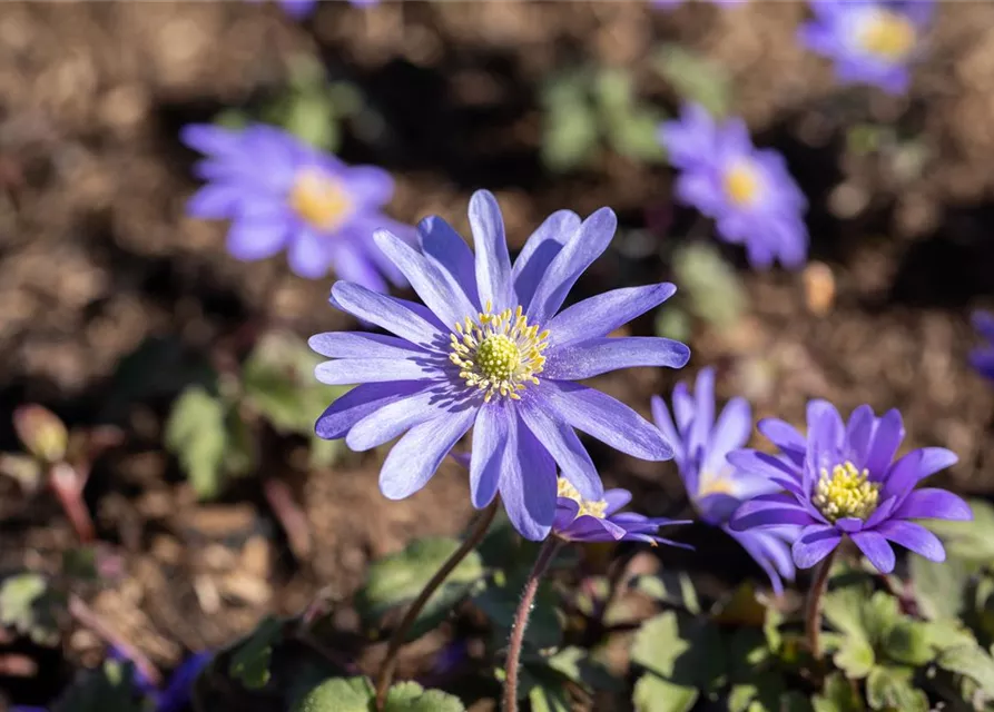 10 Blumenzwiebel - Anemone blanda 'Blue Shades'