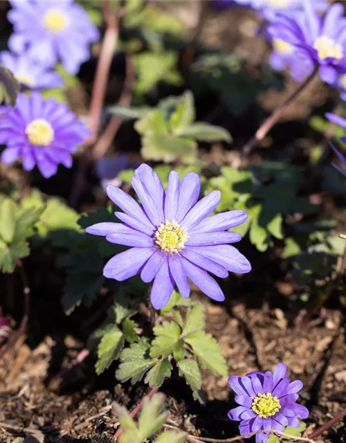 10 Blumenzwiebel - Anemone blanda 'Blue Shades'