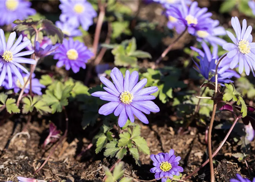 10 Blumenzwiebel - Anemone blanda 'Blue Shades'