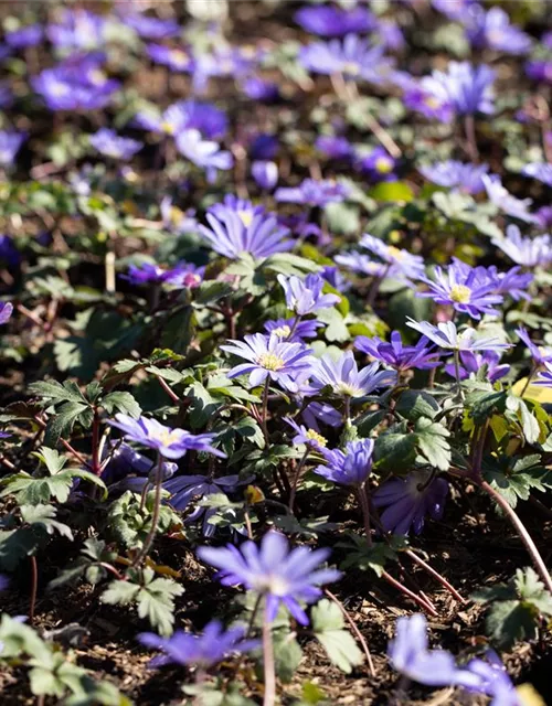 10 Blumenzwiebel - Anemone blanda 'Blue Shades'