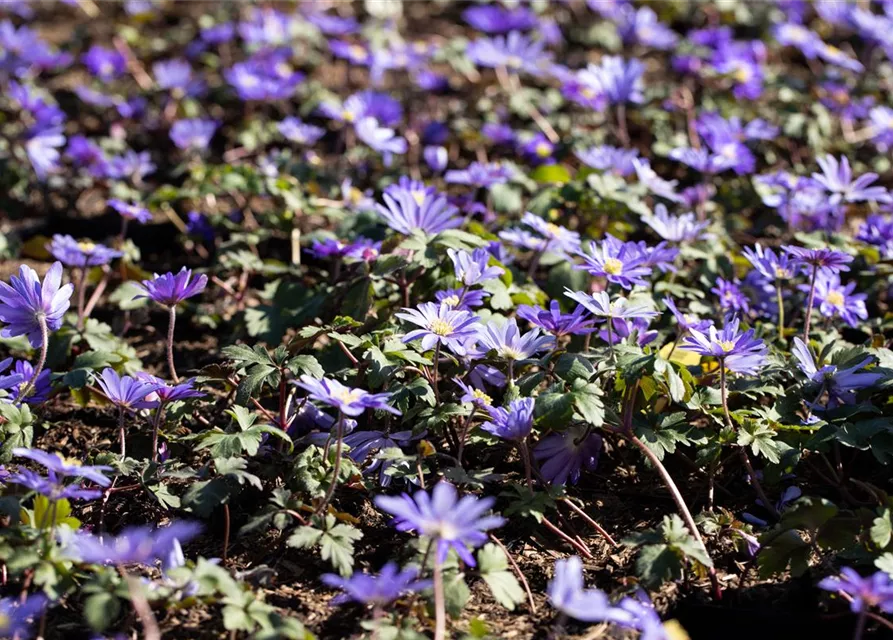 10 Blumenzwiebel - Anemone blanda 'Blue Shades'