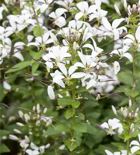 Cleome spinosa 'Señorita Blanca'