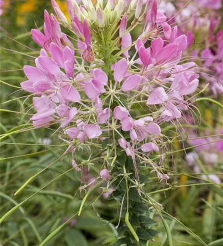 Cleome spinosa, rosa