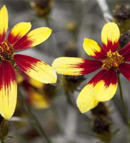 Coreopsis 'Bengal Tiger'