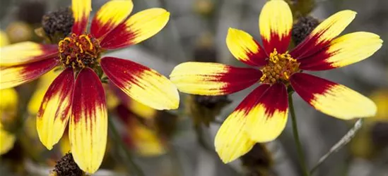 Coreopsis 'Bengal Tiger'