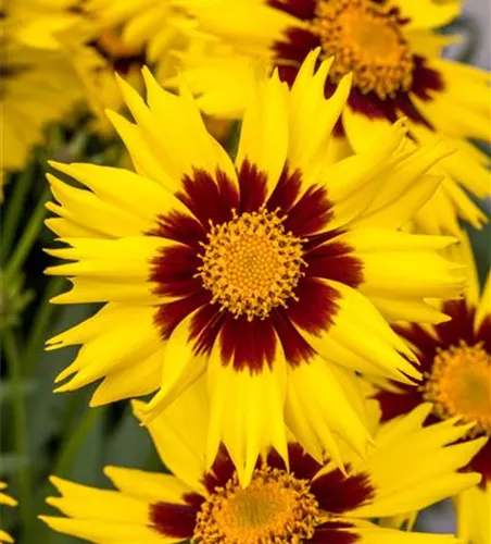 Coreopsis grandiflora 'SunKiss'