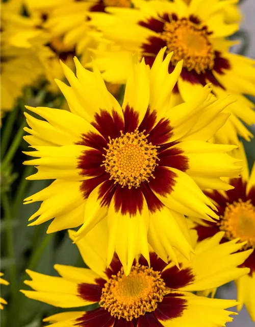 Coreopsis grandiflora 'SunKiss'