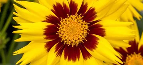 Coreopsis grandiflora 'SunKiss'