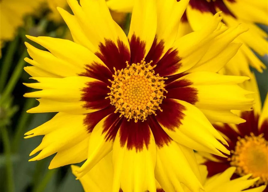 Coreopsis grandiflora 'SunKiss'