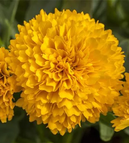 Coreopsis grandiflora, gelb gefüllt